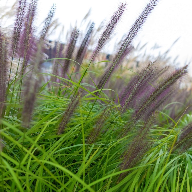 Rozplenica AUTUMN MAGIC (Pennisetum alopecuroides) Sadzonka (2).jpg