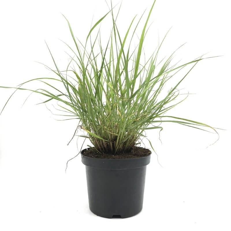 Rozplenica AUTUMN MAGIC (Pennisetum alopecuroides) Sadzonka (3).jpg