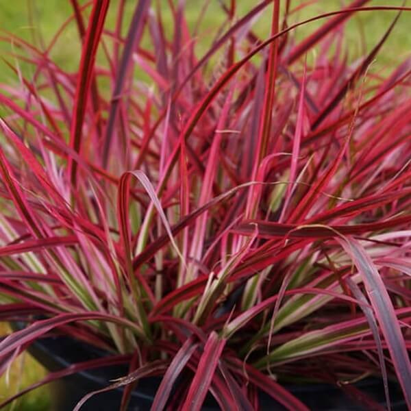 Rozplenica FIREWORKS (Pennisetum setaceum) Sadzonka (1).jpg