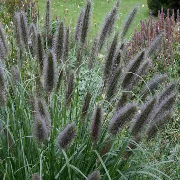 Rozplenica japońska BLACK BEAUTY (Pennisetum alopecuroides) Sadzonka P9 (3).jpg