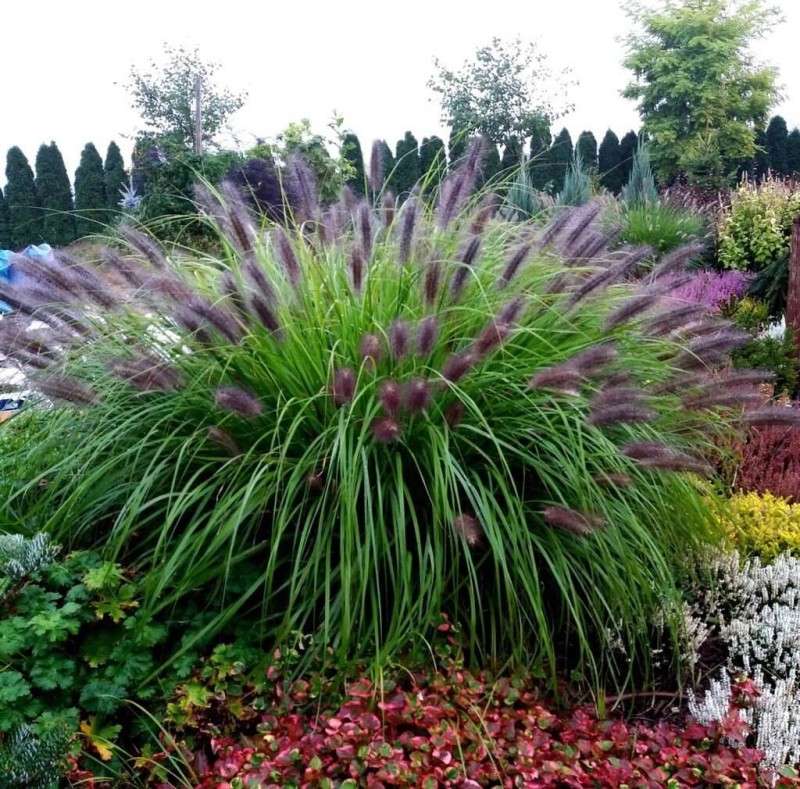 Rozplenica japońska BLACK BEAUTY (Pennisetum alopecuroides) Sadzonka P9 (5).jpg