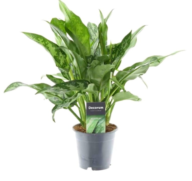 aglaonema-maria-sadzonka sklep cena