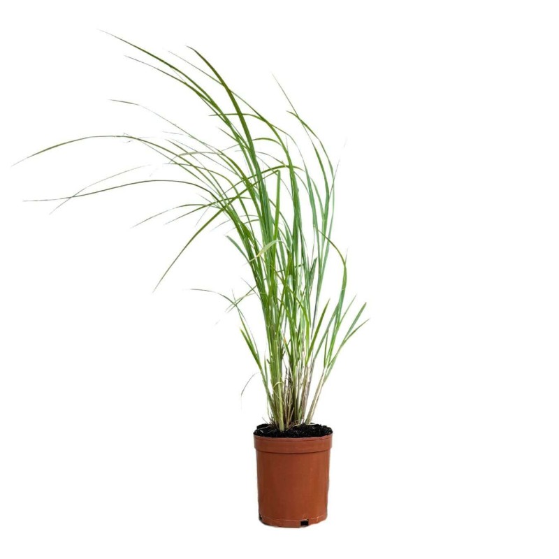 Rozplenica japońska BLACK BEAUTY (Pennisetum alopecuroides) Sadzonka P9.jpg