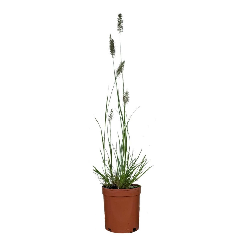 Rozplenica japońska HAMELN (Pennisetum alopecuroides) Sadzonka.jpg