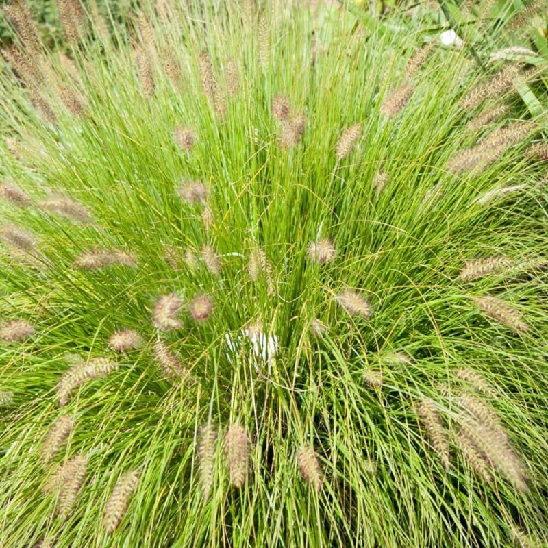 Rozplenica Piórkowa HAMELN GOLD (Pennisetum alopecuroides) Sadzonka C1,5 (1).jpg