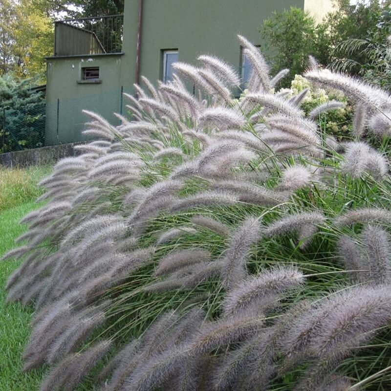 Rozplenica japońska VIRIDESCENS (Pennisetum alopecuroides) Sadzonka C1C2 (1).jpg