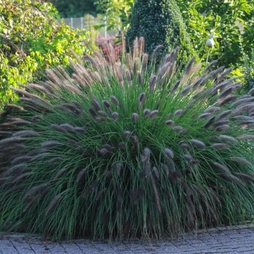 Rozplenica japońska VIRIDESCENS sadzonka C1/C2