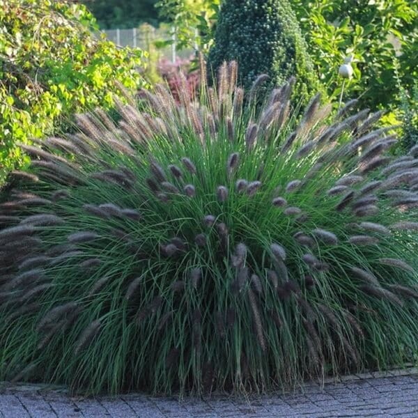 Rozplenica japońska VIRIDESCENS (Pennisetum alopecuroides) Sadzonka C1C2 (2).jpg