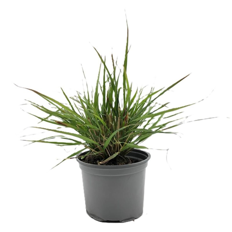 Rozplenica japońska VIRIDESCENS (Pennisetum alopecuroides) Sadzonka C1C2.JPG