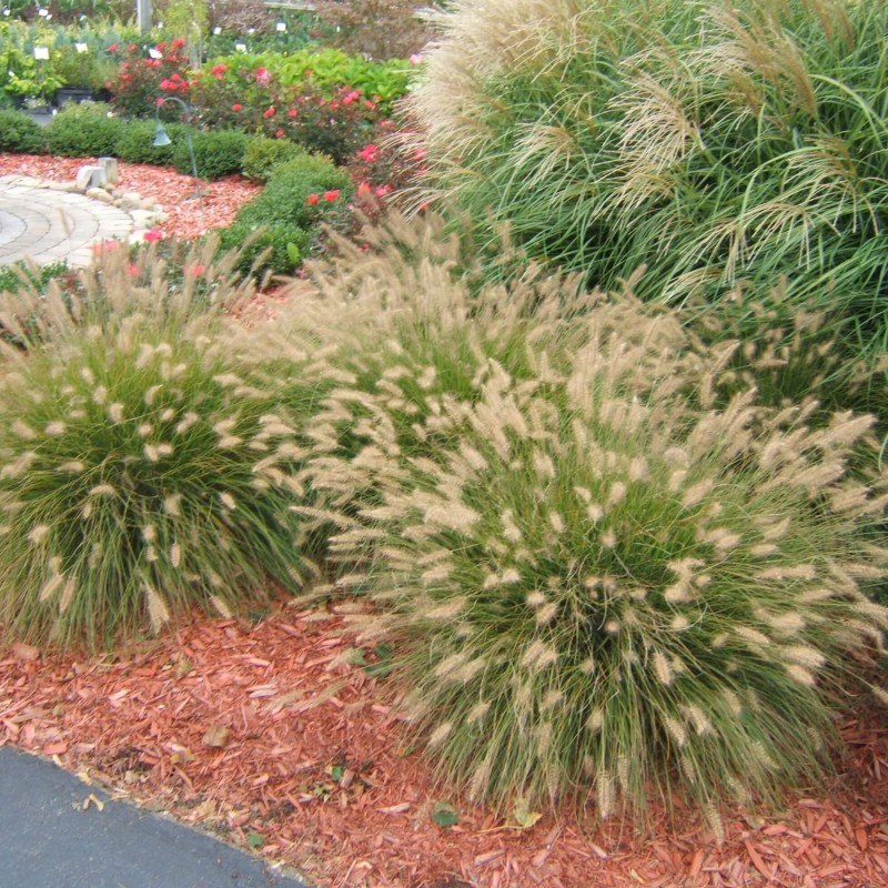 Rozplenica japońska HAMELN (Pennisetum alopecuroides) Sadzonka (2).jpg