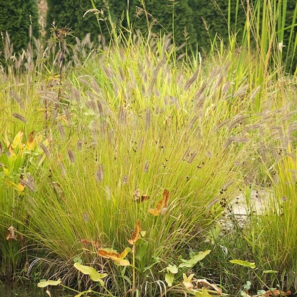 Rozplenica Piórkowa HAMELN GOLD (Pennisetum alopecuroides) Sadzonka C1,5 (2).jpg