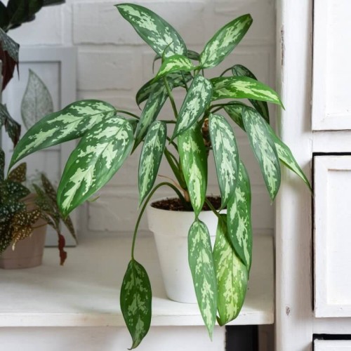Aglaonema Maria roślina domowa P12