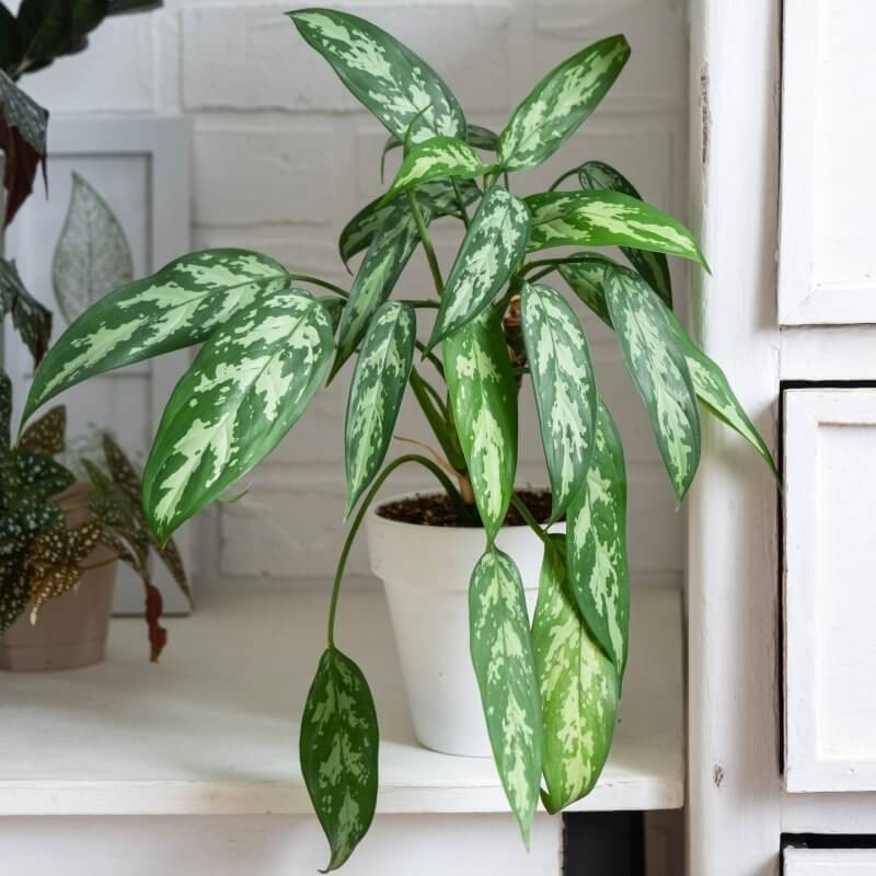 aglaonema-maria-w-doniczce-sklep