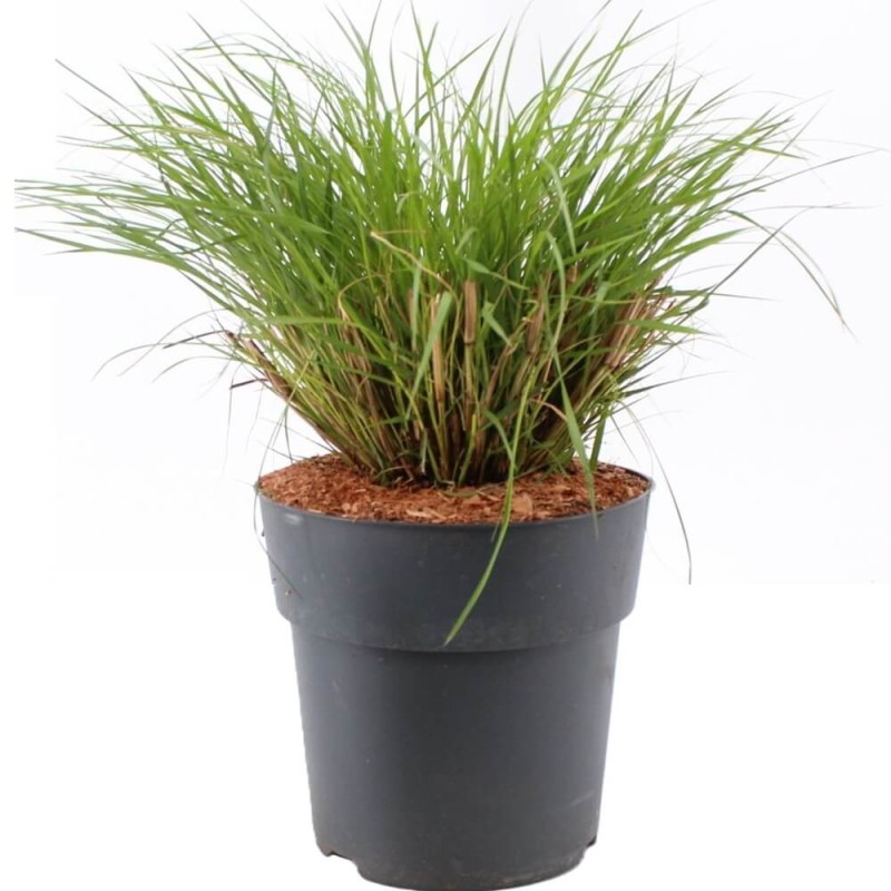 Rozplenica Piórkowa HAMELN GOLD (Pennisetum alopecuroides) Sadzonka C1,5 (4).jpg