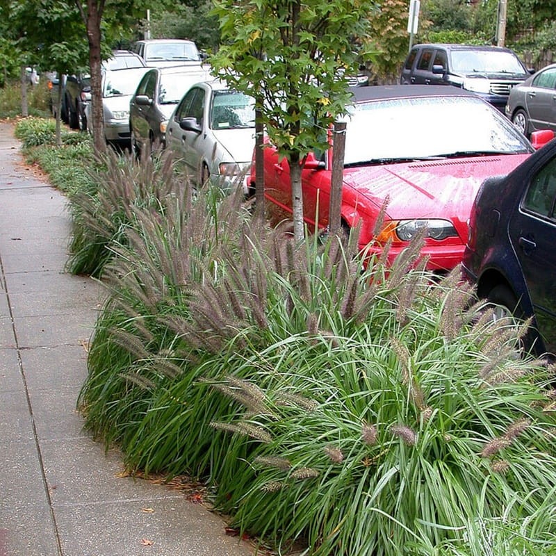 Rozplenica Piórkowa MOUDRY (Pennisetum) Sadzonka (1).jpg