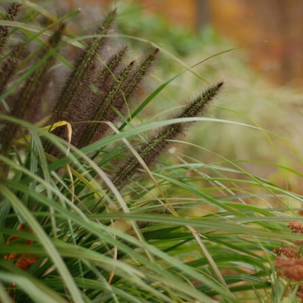Rozplenica Piórkowa MOUDRY (Pennisetum) Sadzonka (2).jpg