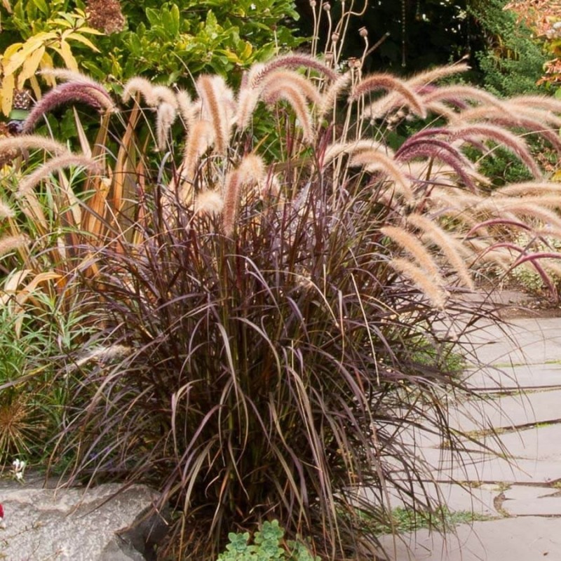 Rozplenica RUBRUM (Pennisetum advena) Sadzonka P9 (2).jpg