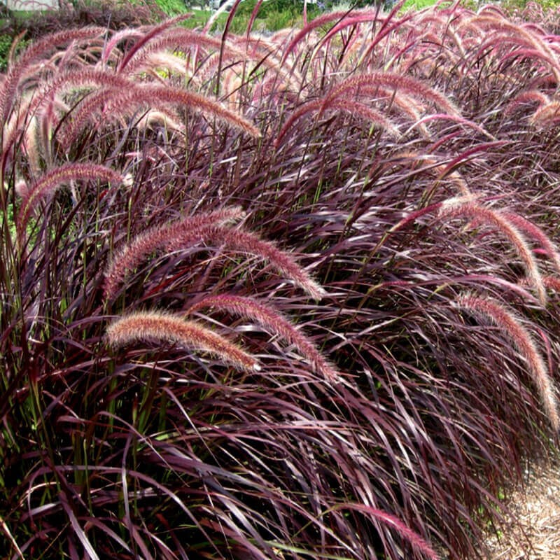 Rozplenica RUBRUM (Pennisetum advena) Sadzonka P9 (3).jpg