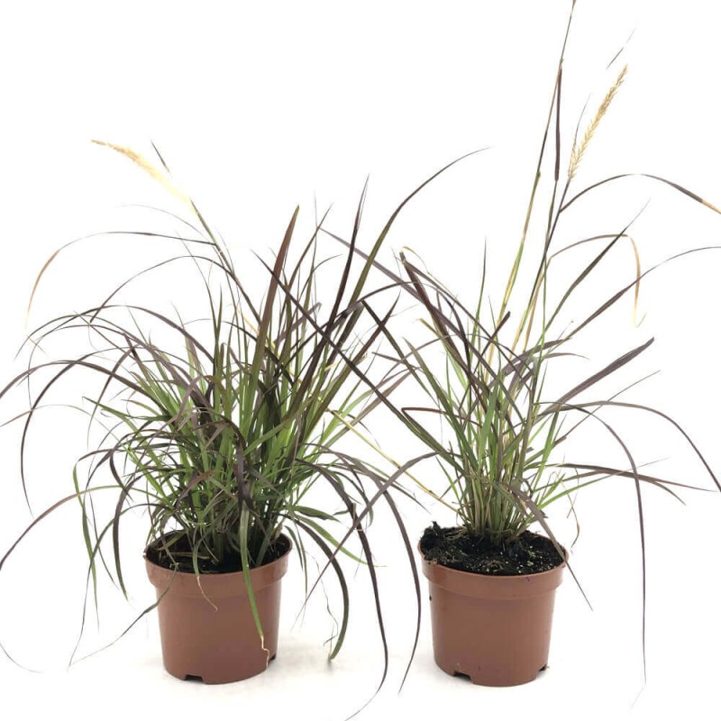 Rozplenica RUBRUM (Pennisetum advena) Sadzonka P9.jpg