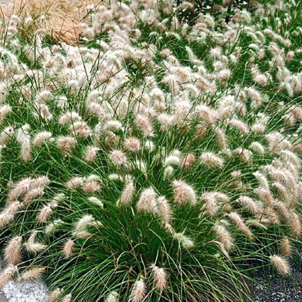 Rozplenica japońska LITTLE HONEY (Pennisetum alopecuroides) Sadzonka (2).JPG