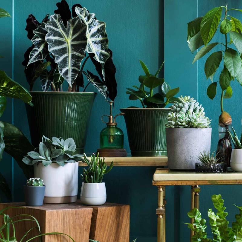 Aglaonema Maria roślina domowa salon