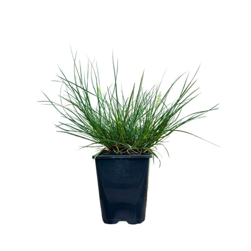 Rozplenica japońska LITTLE HONEY (Pennisetum alopecuroides) Sadzonka.jpg