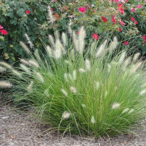 Rozplenica japońska LITTLE BUNNY sadzonka