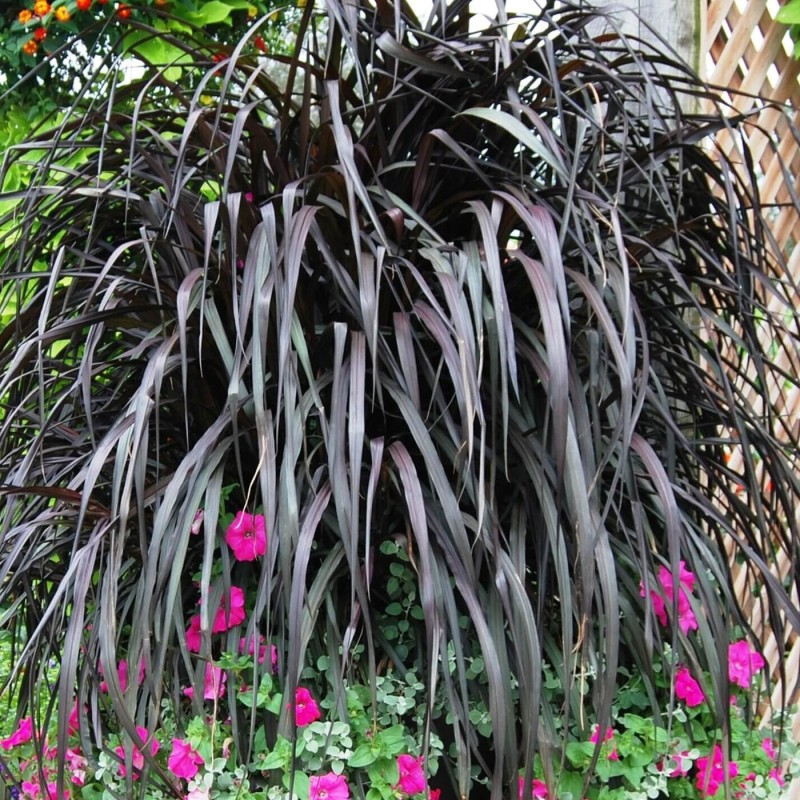 Rozplenica Słoniowa VERTIGO (Pennisetum purpureum) Trawa Sadzonka C2 (2).jpg