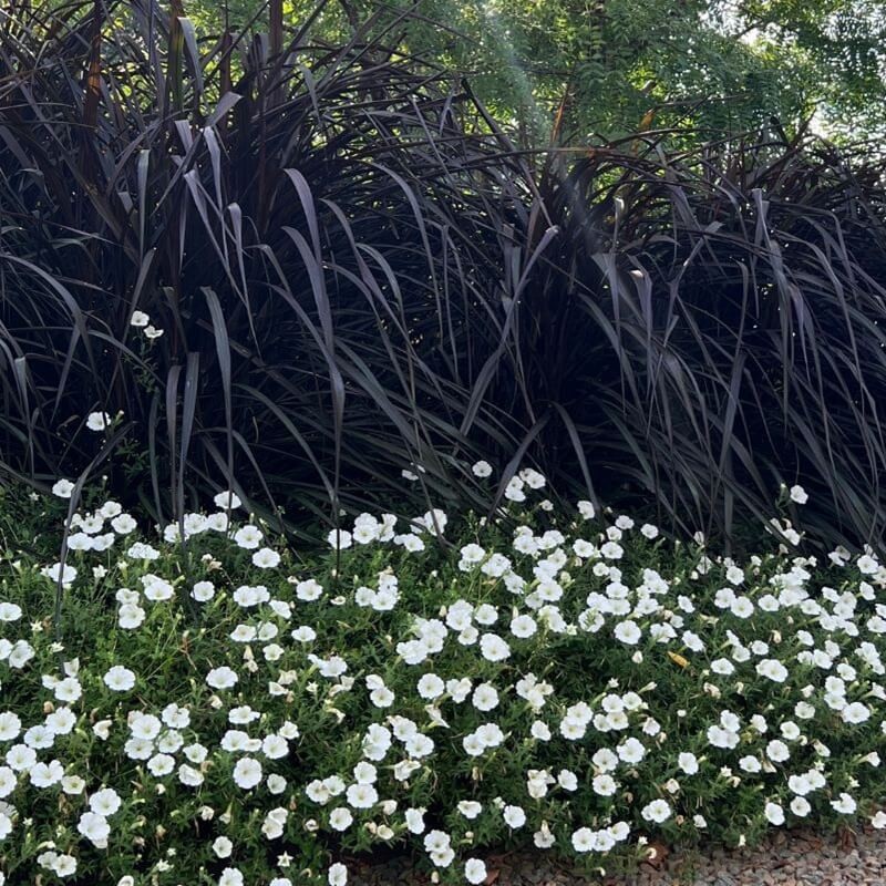 Rozplenica Słoniowa VERTIGO (Pennisetum purpureum) Trawa Sadzonka C2 (3).jpg