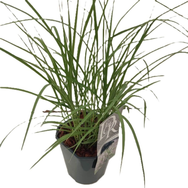 Rozplenica wchodnia FLAMINGO (Pennisetum orientale) Sadzonka C1,5 (1).jpg