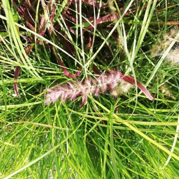 Rozplenica wchodnia FLAMINGO (Pennisetum orientale) Sadzonka C1,5.jpg