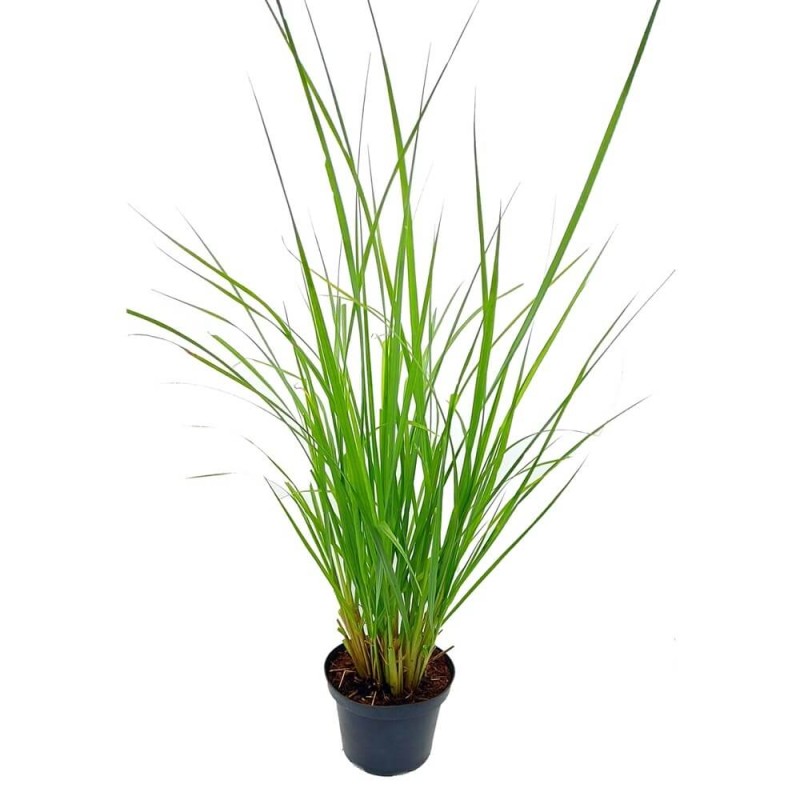 Rozplenica Piórkowa RED HEAD (Pennisetum alopecuroides) Sadzonka C1,5 (1).jpg