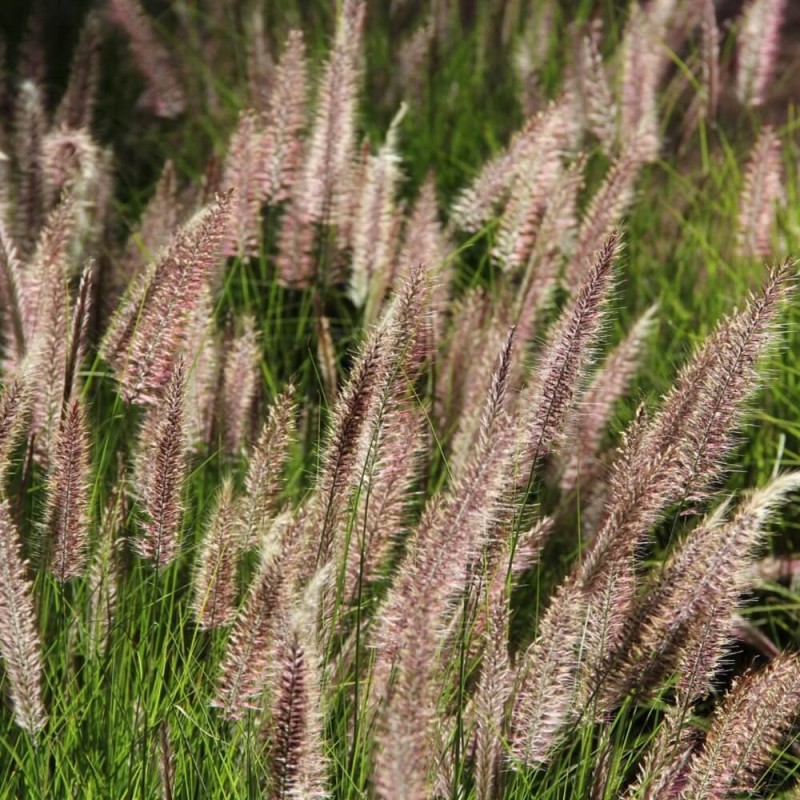 Rozplenica Piórkowa RED HEAD (Pennisetum alopecuroides) Sadzonka C1,5 (2).jpg