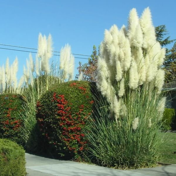 Trawa Pampasowa Biała (Cortaderia selloana) Sadzonka C1C2 (2).jpg