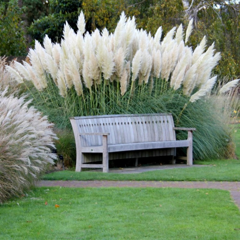 Trawa Pampasowa Biała (Cortaderia selloana) Sadzonka C1C2 (3).jpg