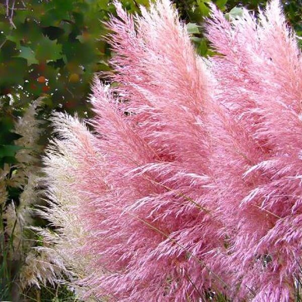 Trawa Pampasowa Różowa (Cortaderia selloana Rosea) Sadzonka C1C2 (1).jpg
