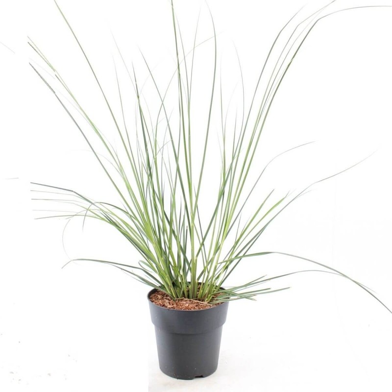 Trawa Pampasowa Różowa (Cortaderia selloana Rosea) Sadzonka C1C2.jpg