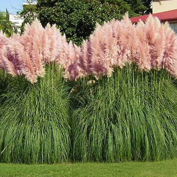 Trawa Pampasowa Różowa (Cortaderia selloana Rosea) Sadzonka C1C2 (2).jpg