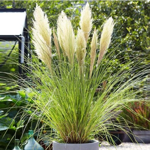 Trawa Pampasowa Tiny Pampa sadzonka C2