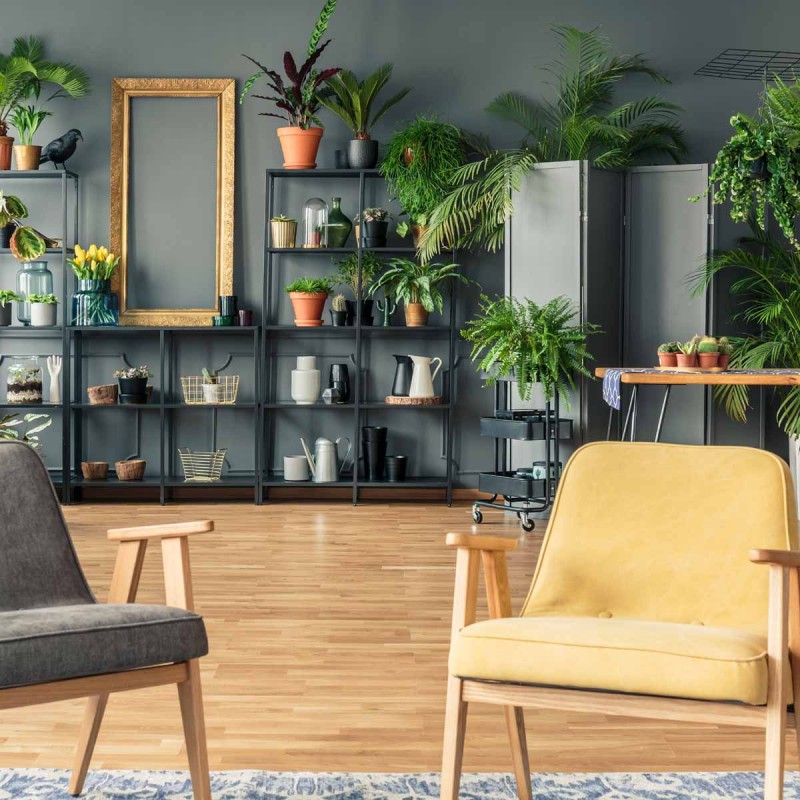 Aglaonema Crete do domu