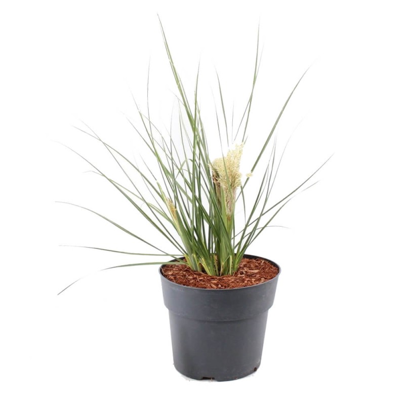 Trawa Pampasowa Tiny Pampa Karłowa (Cortaderia selloana) Sadzonka C2 (2).jpg