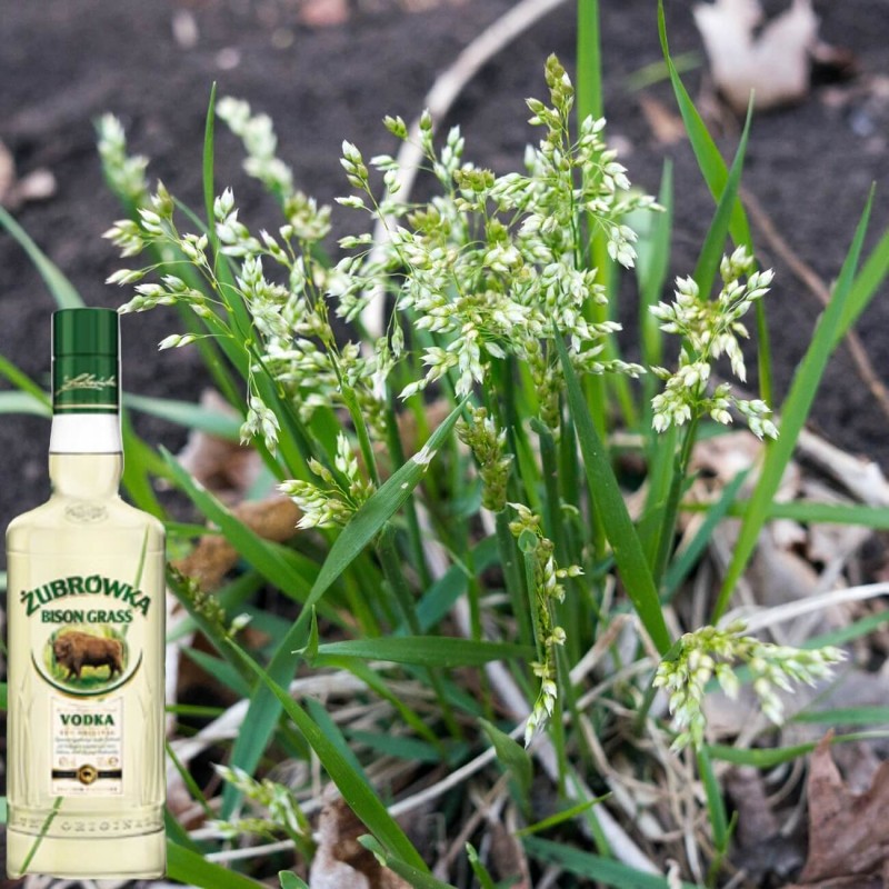 Trawa Żubrówka Turówka Wonna (Hierochloe odorata) Sadzonka (1).jpg