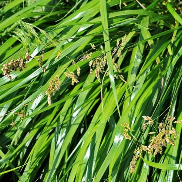 Trawa Żubrówka Turówka Wonna (Hierochloe odorata) Sadzonka (3).jpg