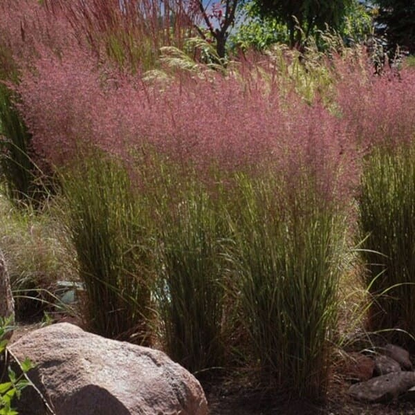 Trzcinnik 'Overdam' (Calamagrostis X acultiflora) Sadzonka (2).JPG