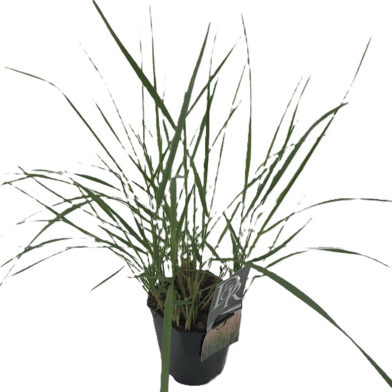 Trzcinnik 'Overdam' (Calamagrostis X acultiflora) Sadzonka (3).jpg