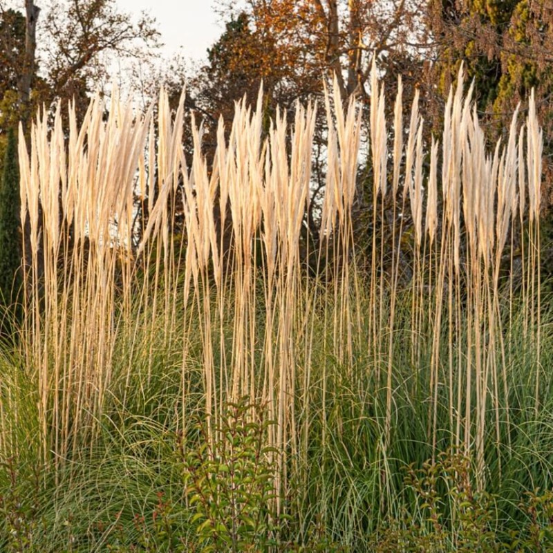 Trzcinnik 'Overdam' (Calamagrostis X acultiflora) Sadzonka (4).jpg