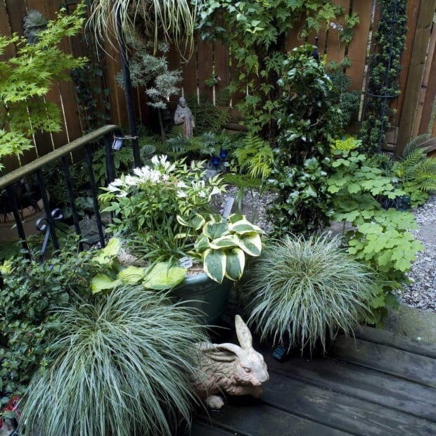Turzyca BUNNY BLUE (Carex laxiculmis) Sadzonka (2).jpg