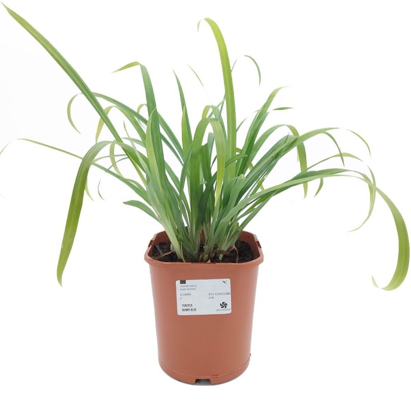 Turzyca BUNNY BLUE (Carex laxiculmis) Sadzonka (3).jpg
