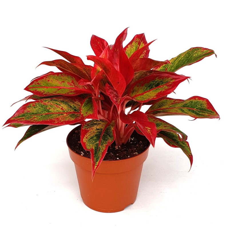 Aglaonema Crete flame sadzonka cena