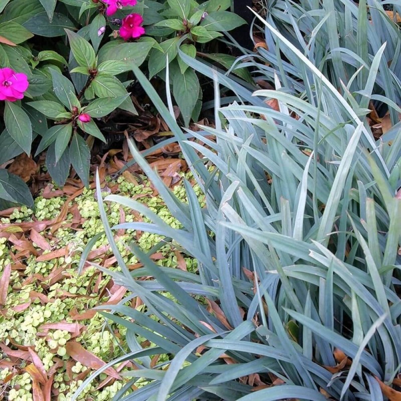 Turzyca BUNNY BLUE (Carex laxiculmis) Sadzonka.jpg